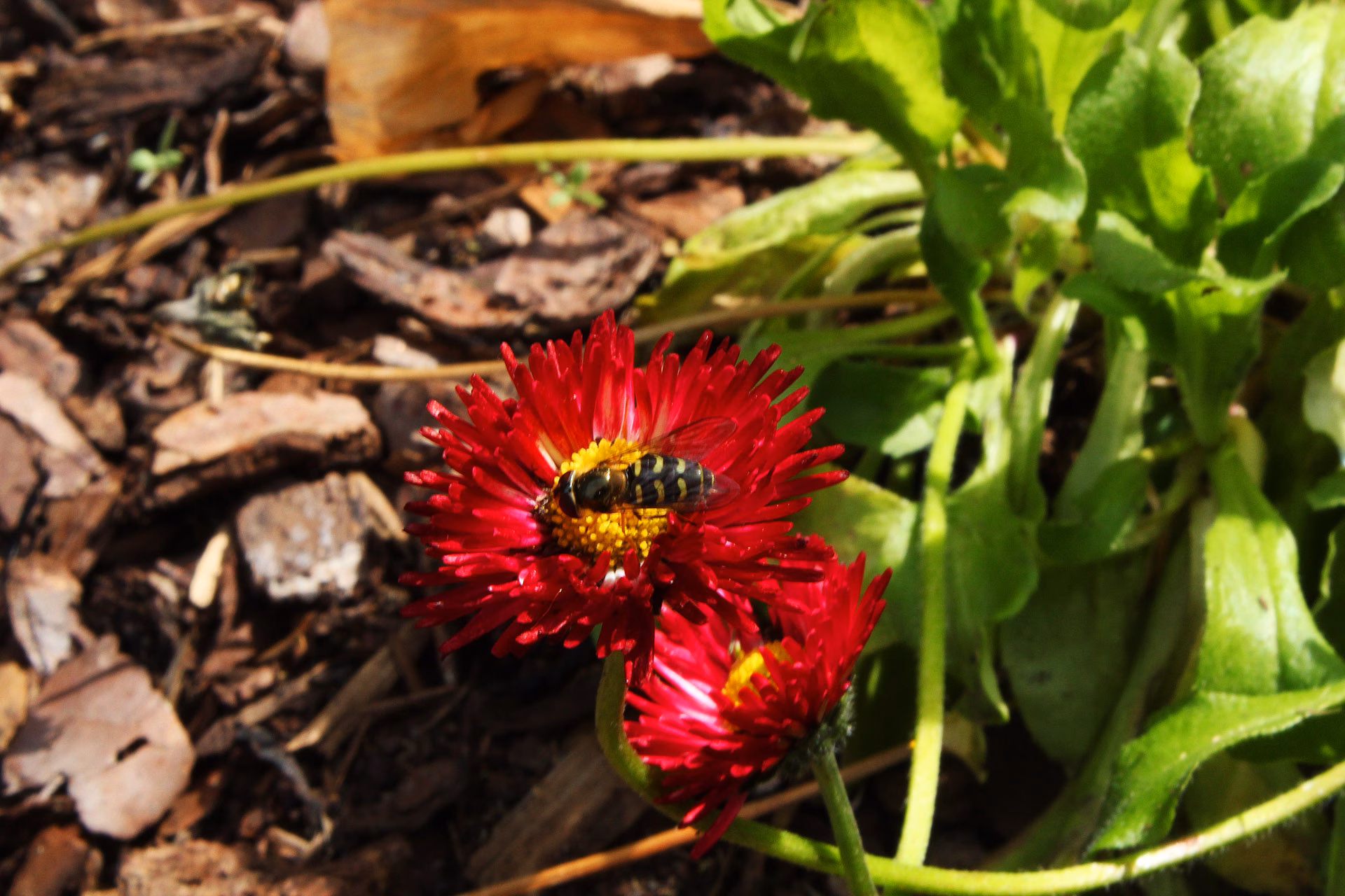 Blume mit Biene Rote Blüte mit Biene