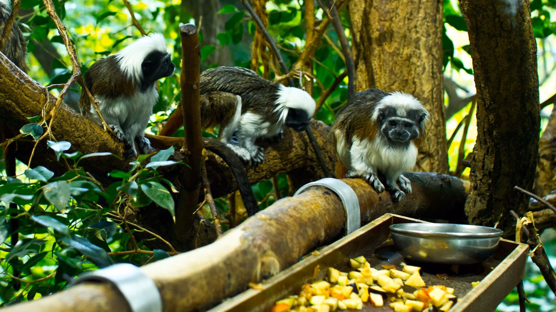 Affen im Zoo München sitzen auf einem Ast neben einer Schale mit Obst