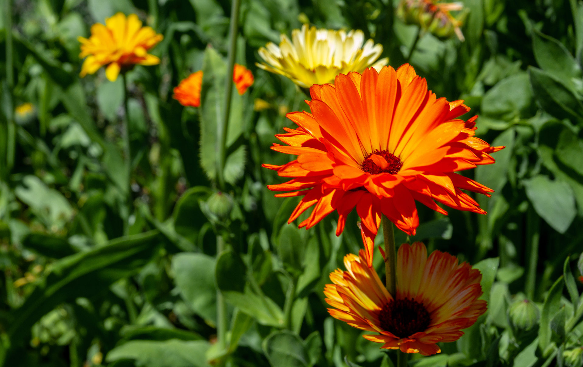 Zeit für Blumen Blume